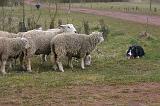 BORDER COLLIE - MOUTONS 045